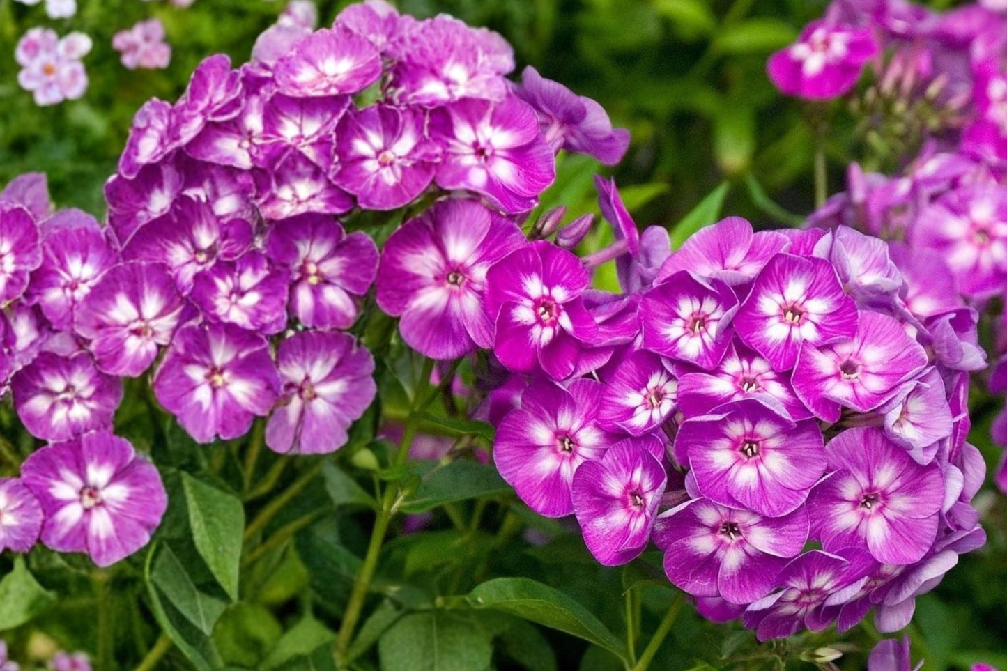 Garden Phlox ‘Laura’ Live Starter Plant 6–8" – Phlox – Pink Perennial