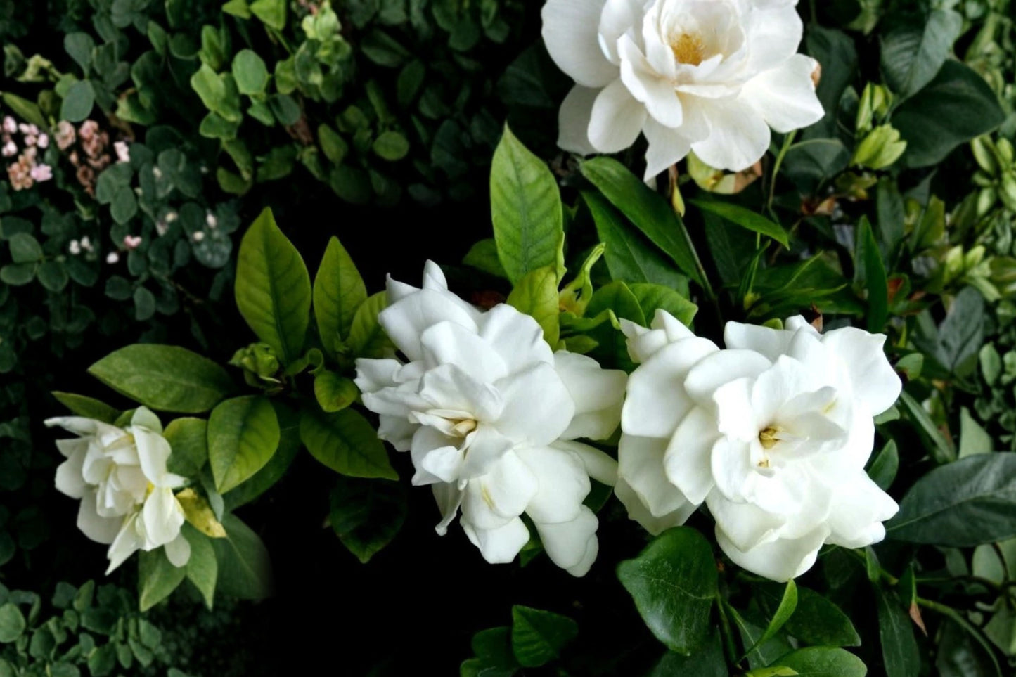 7 White Gardenia Cuttings – Cape Jasmine – Gardenia jasminoides