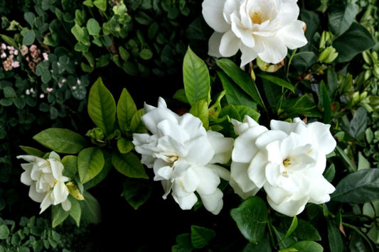 7 White Gardenia Cuttings – Cape Jasmine – Gardenia jasminoides