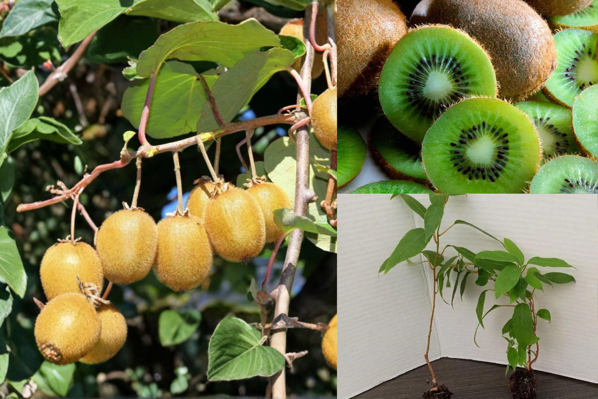 2 Hardy Kiwi Live Plants, 4–6 Inch Rooted Kiwi Vines, Perennial Fruit Plant Starters for Garden Trellis