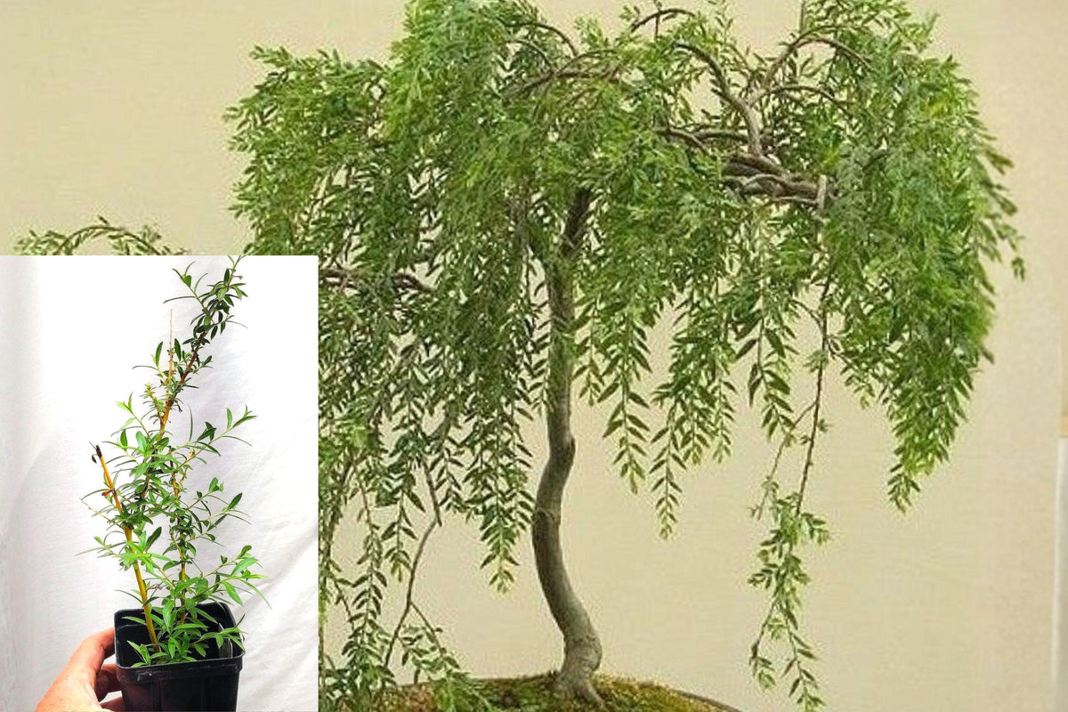 Australian Weeping Willow Bonsai Cutting, Live Dwarf Tree Starter, Ornamental Plant for Bonsai Growing