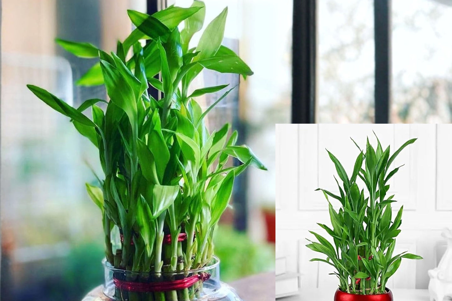 7 Lucky Bamboo Seeds – Dracaena sanderiana Indoor Plant