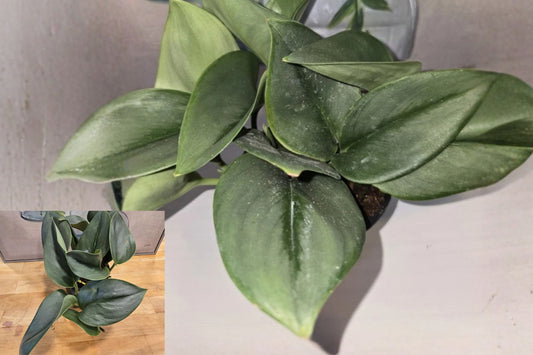 Scindapsus ‘Moonlight’ Live Plant – 1 Plant in 4-Inch Pot – Scindapsus
