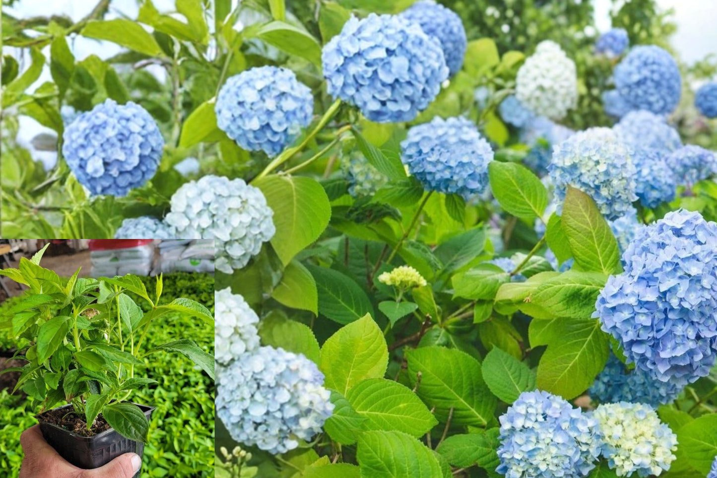 All Summer Beauty Hydrangea Live Plant – 1 Quart – Hydrangea macrophylla