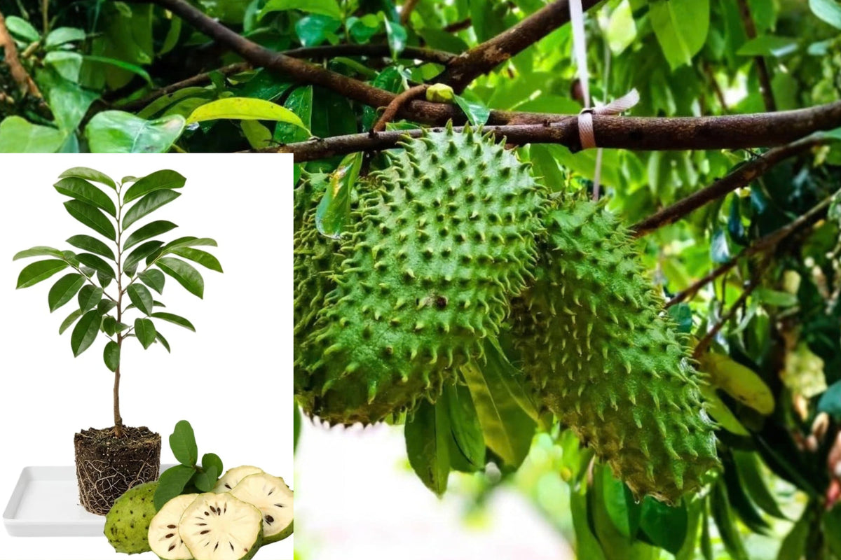 Soursop Live Plant – 8–10 Inches Tall – Annona muricata – Ships Without Pot