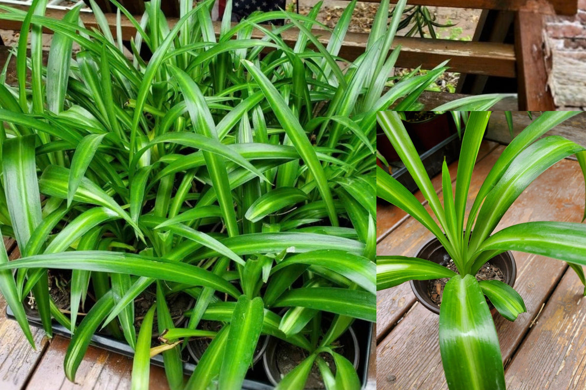 Spider Plant 1 Rooted Live Plant 6–8 Inch in 3-Inch Pot – Chlorophytum comosum