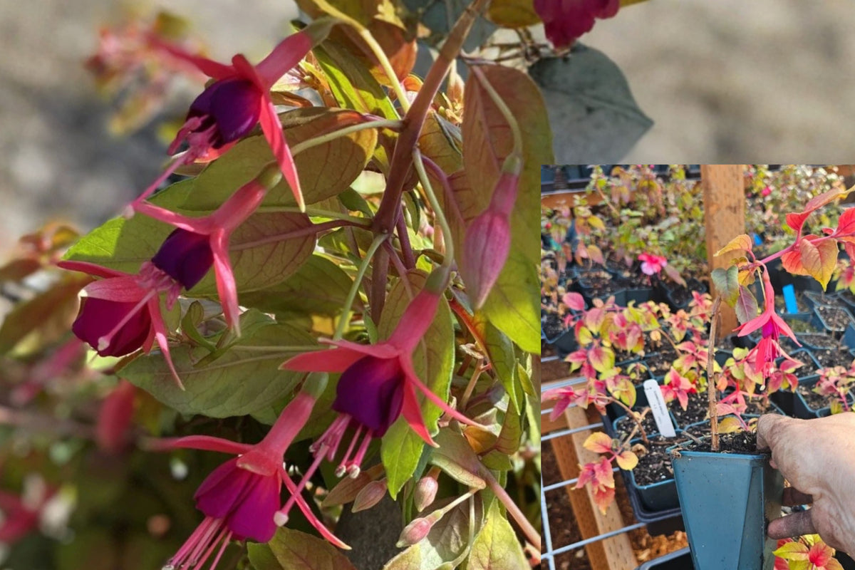 2 Live Autumnale Fuchsia Plants – 5-Inch Pots – Flowering Fuchsia