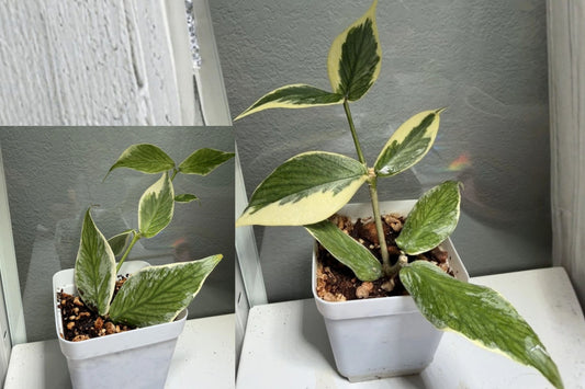 Hoya Polyneura ‘Jasminka’ Live Plant – Fully Rooted Cutting – Wax Plant
