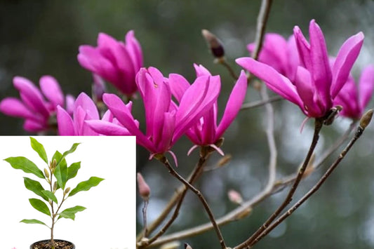 Ann Magnolia 1 Live Plant – 6–12" Tall in 2.5" Pot – Magnolia × ‘Ann’