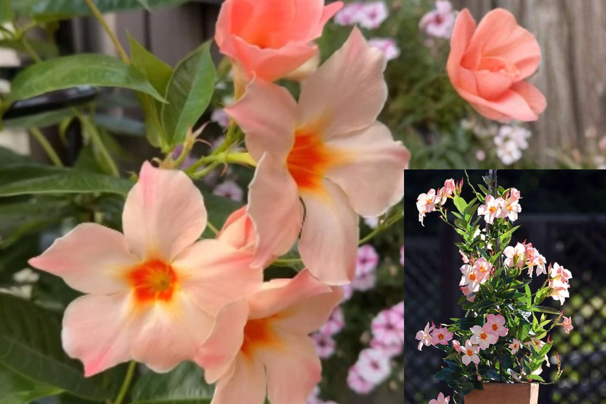 Peach Mandevilla Live Plant – 5–7 Inches Tall – Mandevilla sp. – No Pot