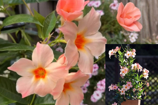 Peach Mandevilla Live Plant – 5–7 Inches Tall – Mandevilla sp. – No Pot