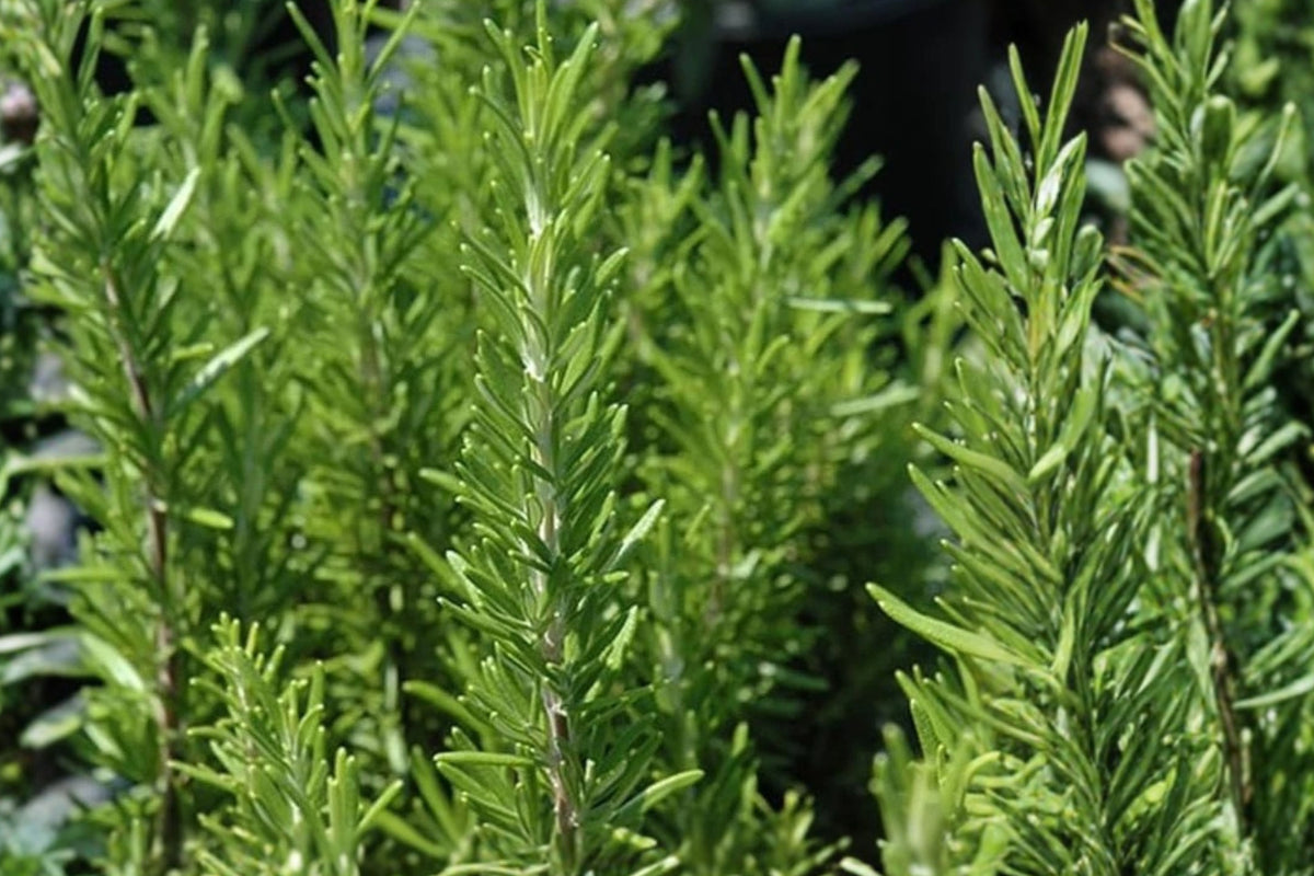 Set of 6 Live Rosemary Plants, 4–8 Inch Herb Starters, Fragrant Evergreen Culinary Herb, Bare Root Garden Plants