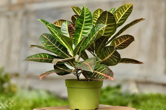 Croton Petra Live Plant – 4" Indoor Houseplant – Codiaeum variegatum