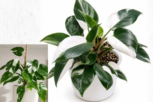 White Princess Philodendron Live Plant – 2" Pot – Variegated Houseplant
