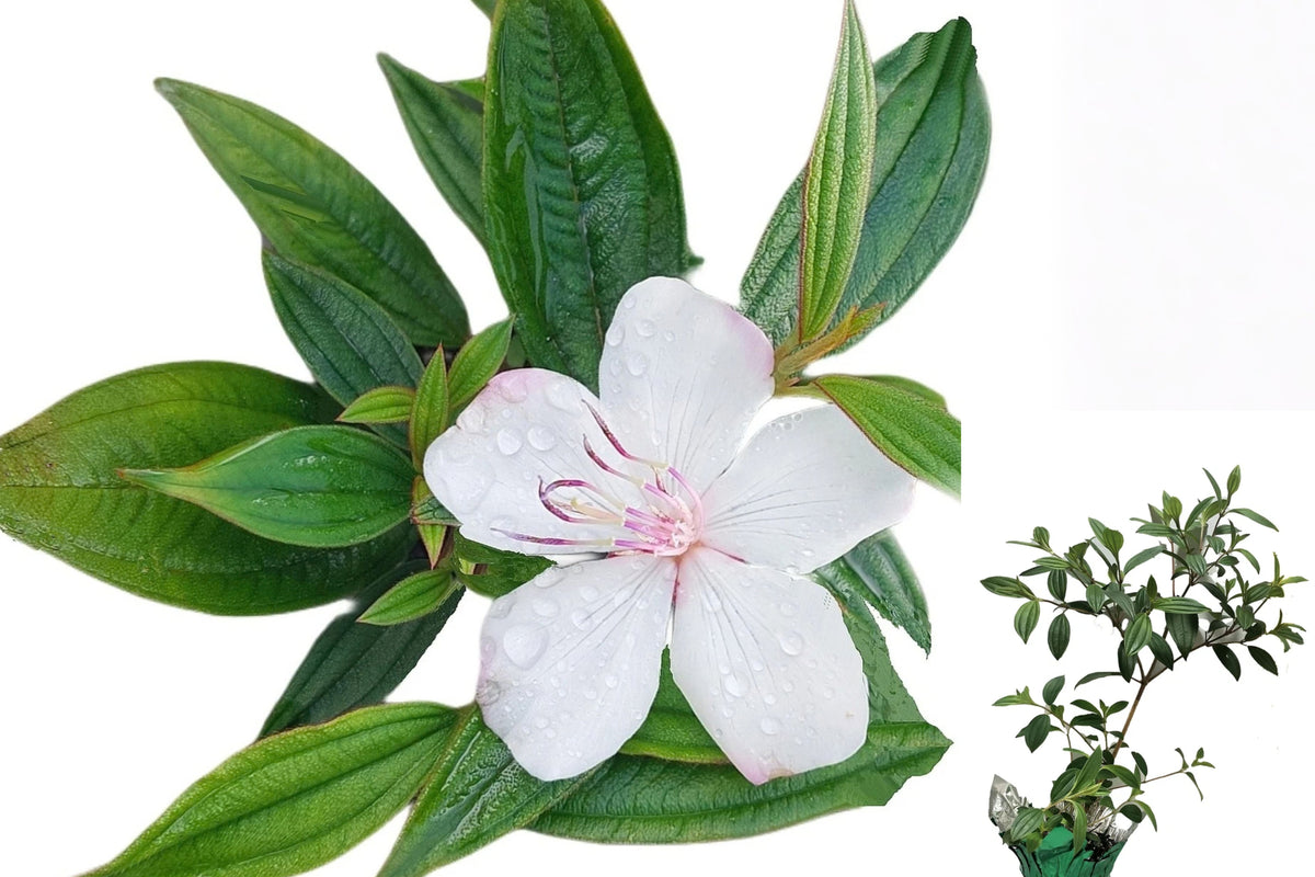 Andean Princess Flower 1 Live Plant – 6–8 Inch – Andesanthus lepidotus