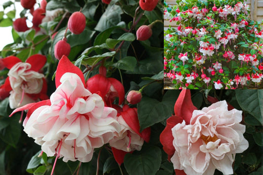 Swingtime Fuchsia Live Starter Plant – 1 Plant, 3–5" Tall – Fuchsia ‘Swingtime’