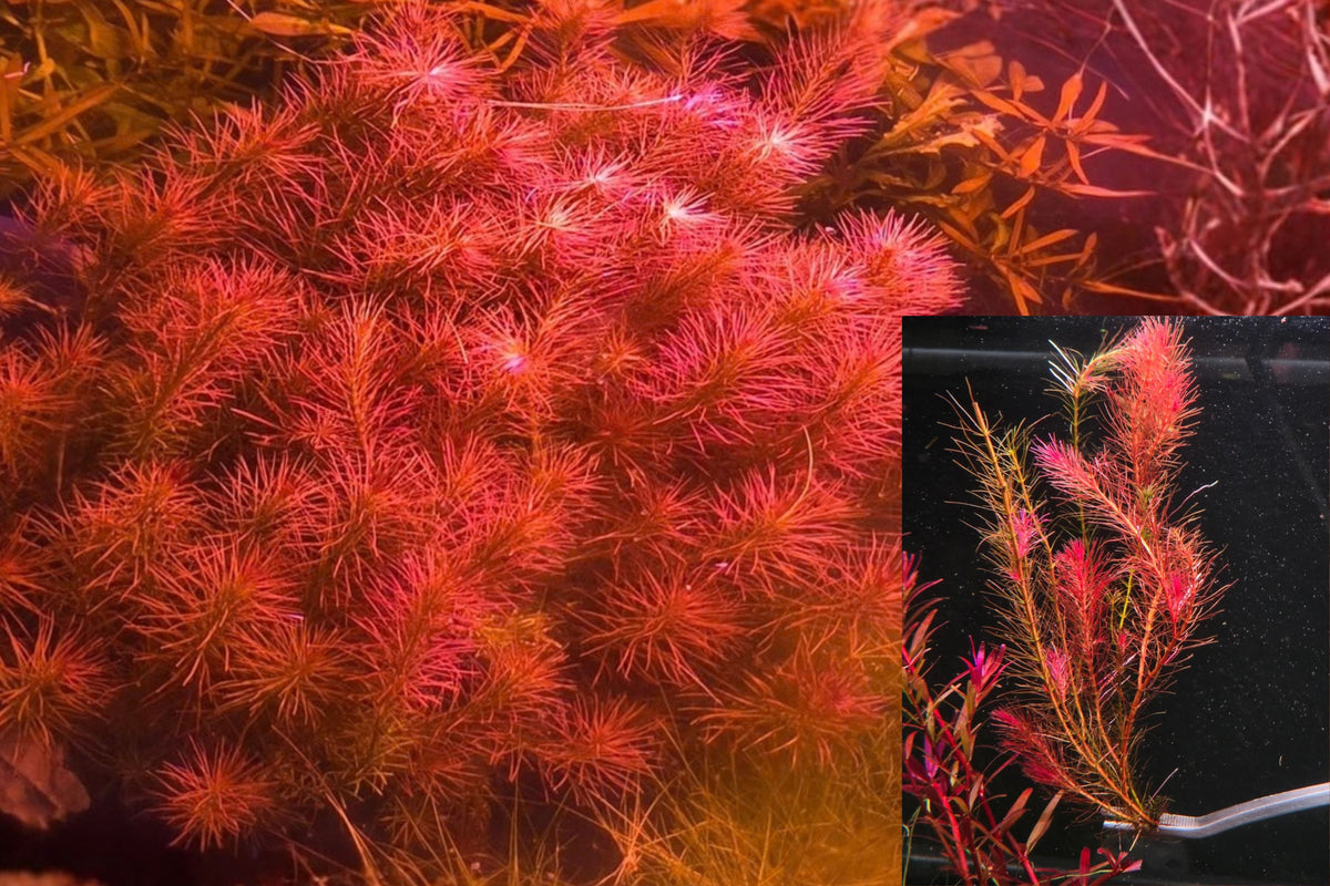 Rotala Wallichii 5 Live Aquarium Plant Stems – Freshwater Aquatic Plant