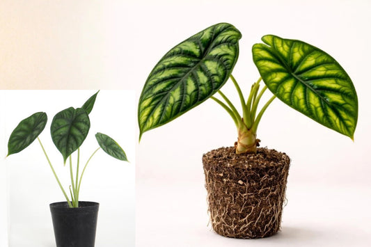 Alocasia Dragon Scale Live Starter Plant, Jewel Alocasia Tropical Houseplant, Textured Foliage Plant for Indoor Collections