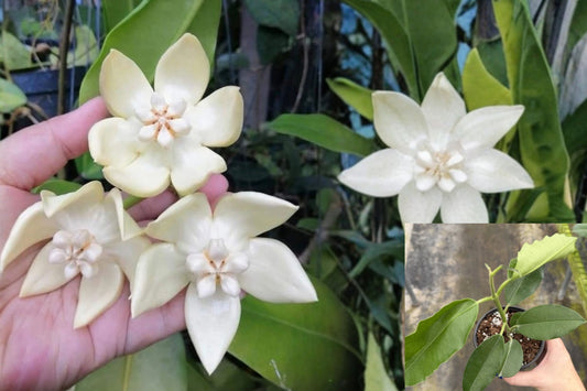 Hoya Imperialis Alba Live Potted Plant – Cream Star-Shaped Flowers