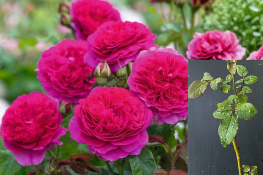 Gabriel Oak English Shrub Rose Live Plant – 5 Inches Tall
