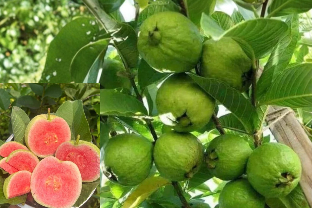 Pink Guava 2 Live Plants, 5–9 Inches Tall, No Pot – Psidium guajava