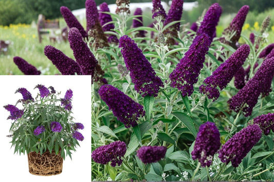Deep Purple Butterfly Bush Live Plant, Buddleia Starter 5–9 Inches, Outdoor Perennial Shrub for Pollinator Gardens