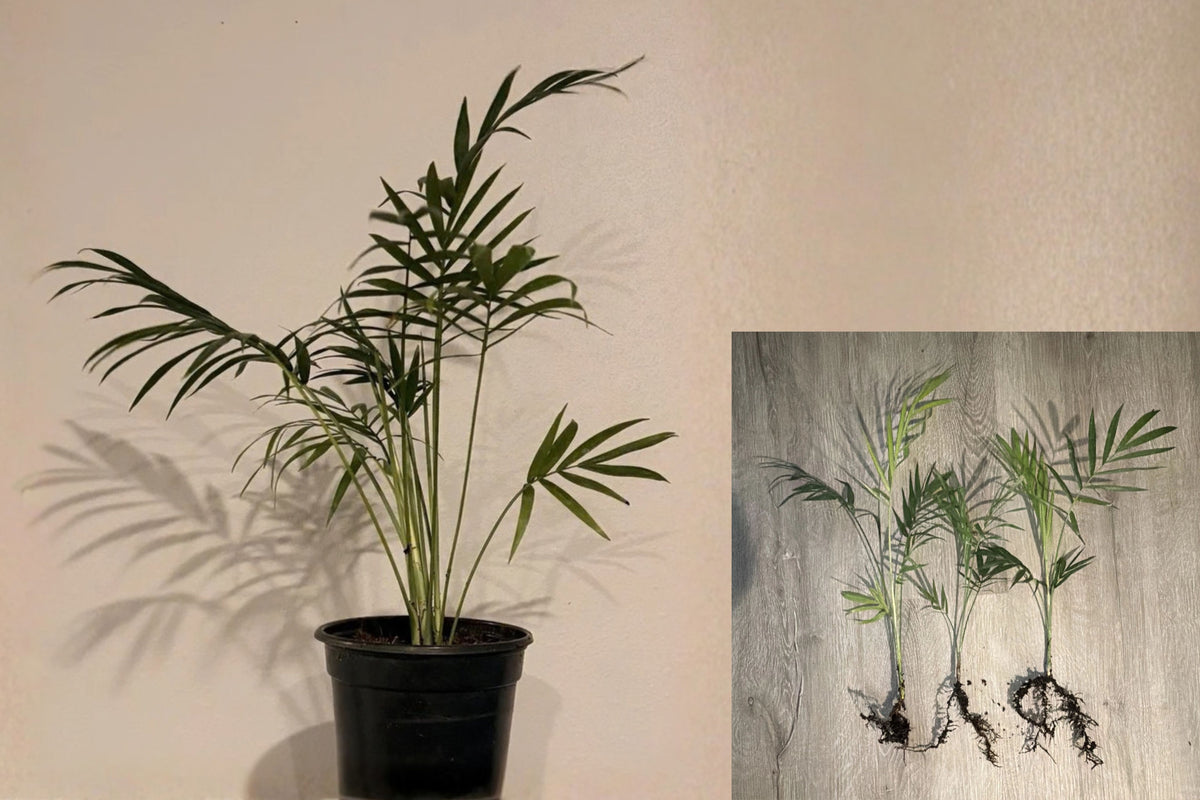 Parlor Palm 3 Live Rooted Starts 8–12" – Bare Root No Pot