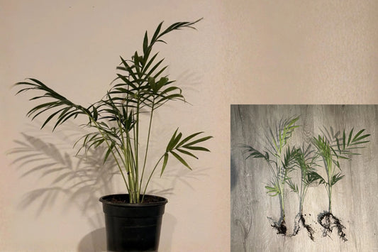 Parlor Palm 3 Live Rooted Starts 8–12" – Bare Root No Pot
