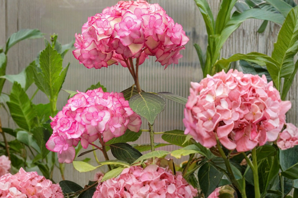 Dwarf Hydrangea Miss Saori 1 Live Plant – 3–6 Inches Tall – Pink & White Blooms