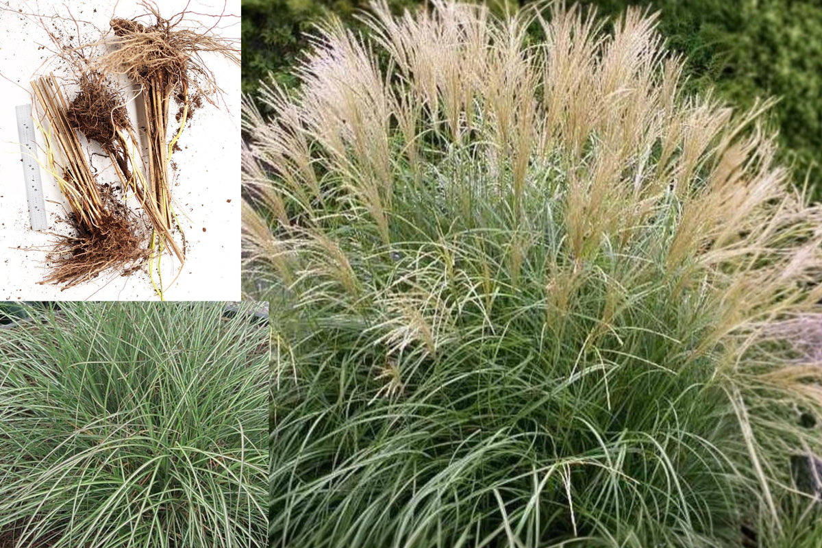 Adagio Maiden Grass Live Plant, Mature Rooted Ornamental Grass Clump, Miscanthus, Bare Root Landscape Perennial