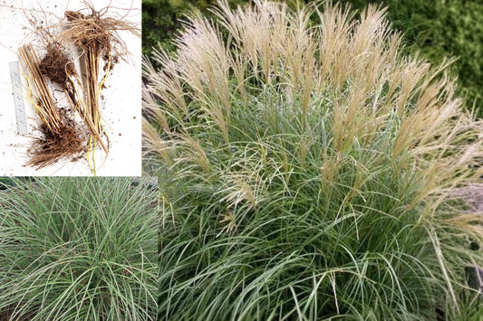 Adagio Maiden Grass Live Plant, Mature Rooted Ornamental Grass Clump, Miscanthus, Bare Root Landscape Perennial