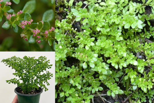 Pilea Microphylla Live Plant, Artillery Fern Miniature Green Foliage, 4 Inch Bare Root Starter