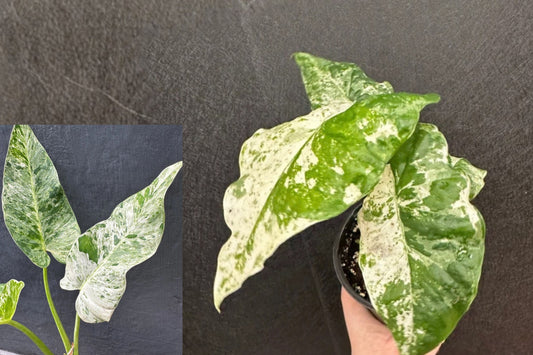Alocasia 'Blizzard' Variegated Live Plant – 1 Starter Plant