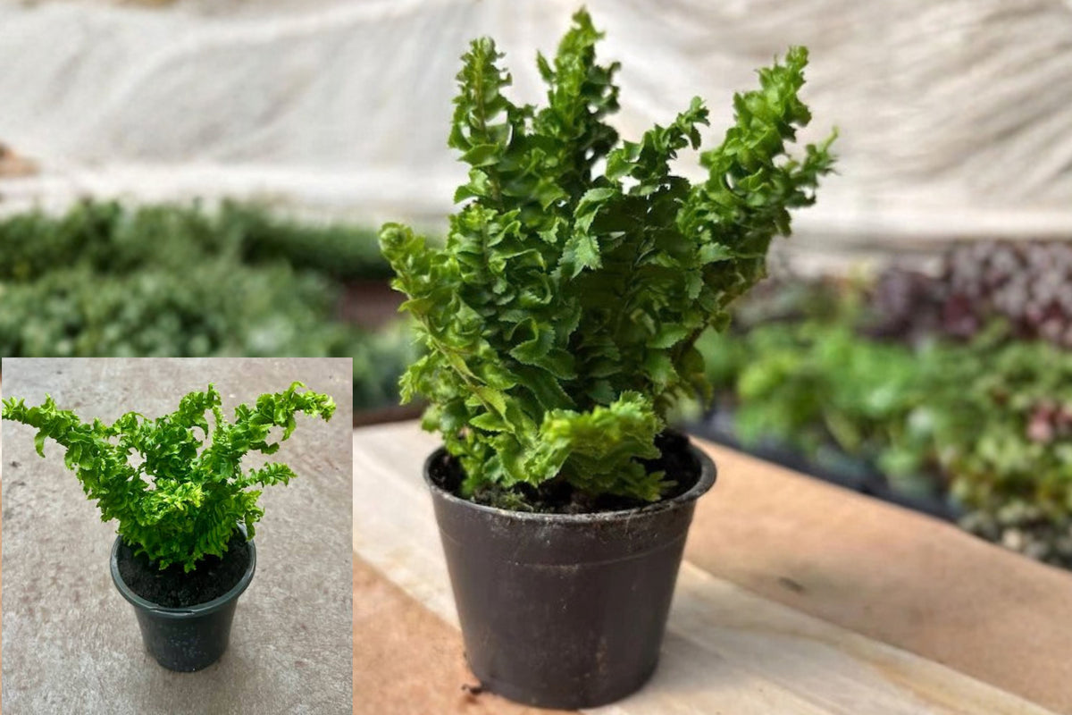Fern Emina Live Plant – 1 Plant, 4" – Indoor Fern