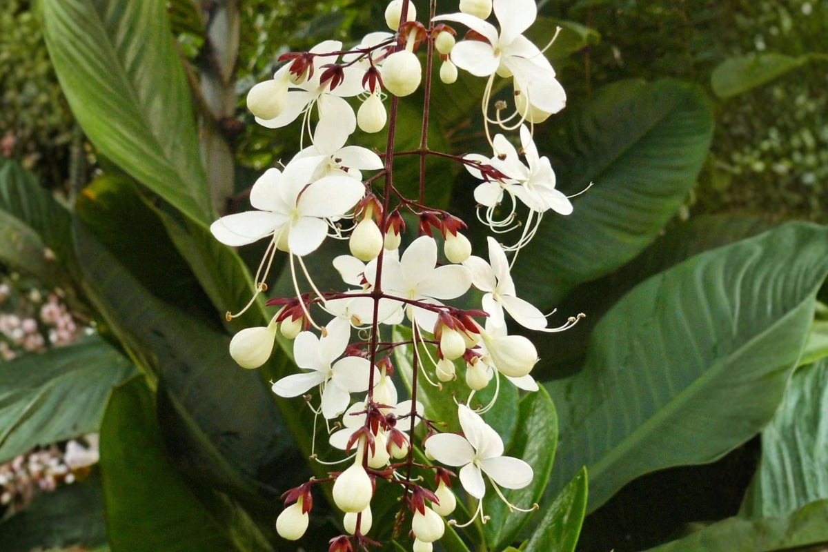 Chain of Glory Live Plant, Clerodendrum Wallichii, 5–9 Inch Rooted Flowering Plant, Tropical Ornamental Shrub, White Blooms