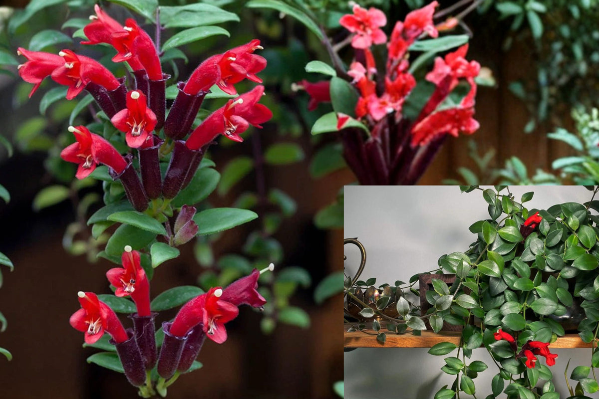 Red Lipstick Plant Live Plug, Trailing Aeschynanthus Houseplant, Red Flowering Tropical Plant Starter, 1–3 Inch Plant