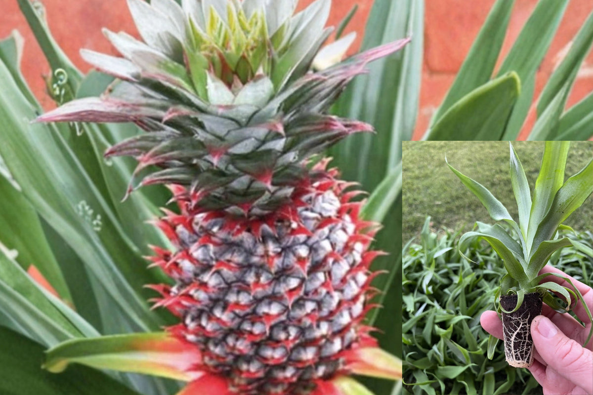 Florida Special Pineapple 1 Live Starter Plant – Ananas comosus