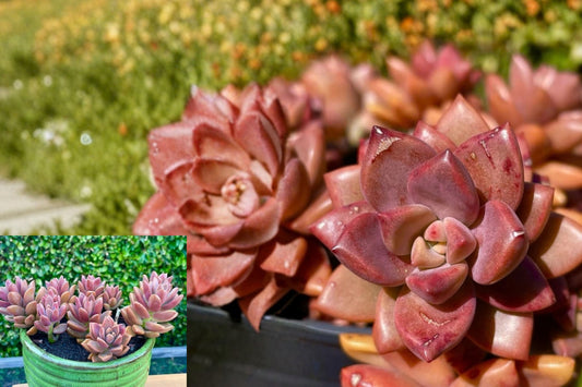 Graptosedum Alpenglow Bronze 1 Live Cutting – 2 Inch Succulent