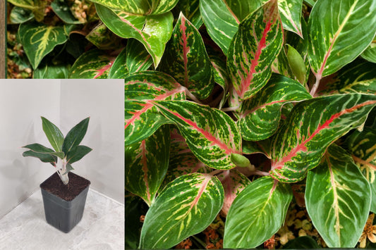 Aglaonema Sapphire Suzanne Live Plant, Chinese Evergreen Houseplant, Tropical Indoor Foliage Plant, Low Maintenance Decor