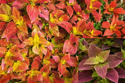 Alabama Sunset Coleus 3 Live Plants – 5–9 Inches Tall, No Pot