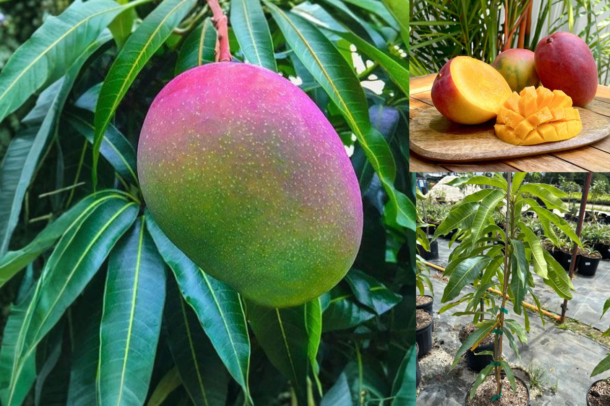 Grafted Glenn Mango Tree Live Plant, 3 Gallon Pot, Tropical Fruit Tree for Home Orchard, Patio or Outdoor Garden