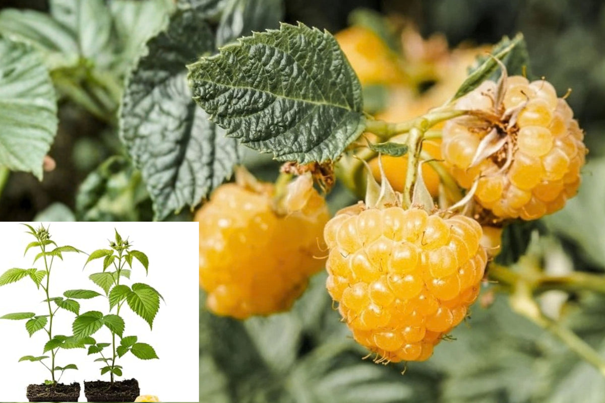 Fall Gold Raspberry 2 Live Plants – 5–10 Inches Tall – Rubus idaeus ‘Fall Gold’