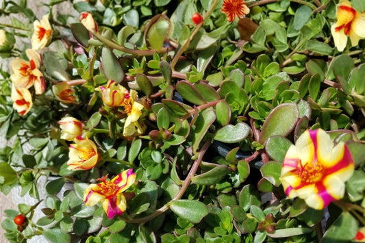 Watermelon Punch Purslane 5 Cuttings – Portulaca ‘ColorBlast Watermelon Punch’