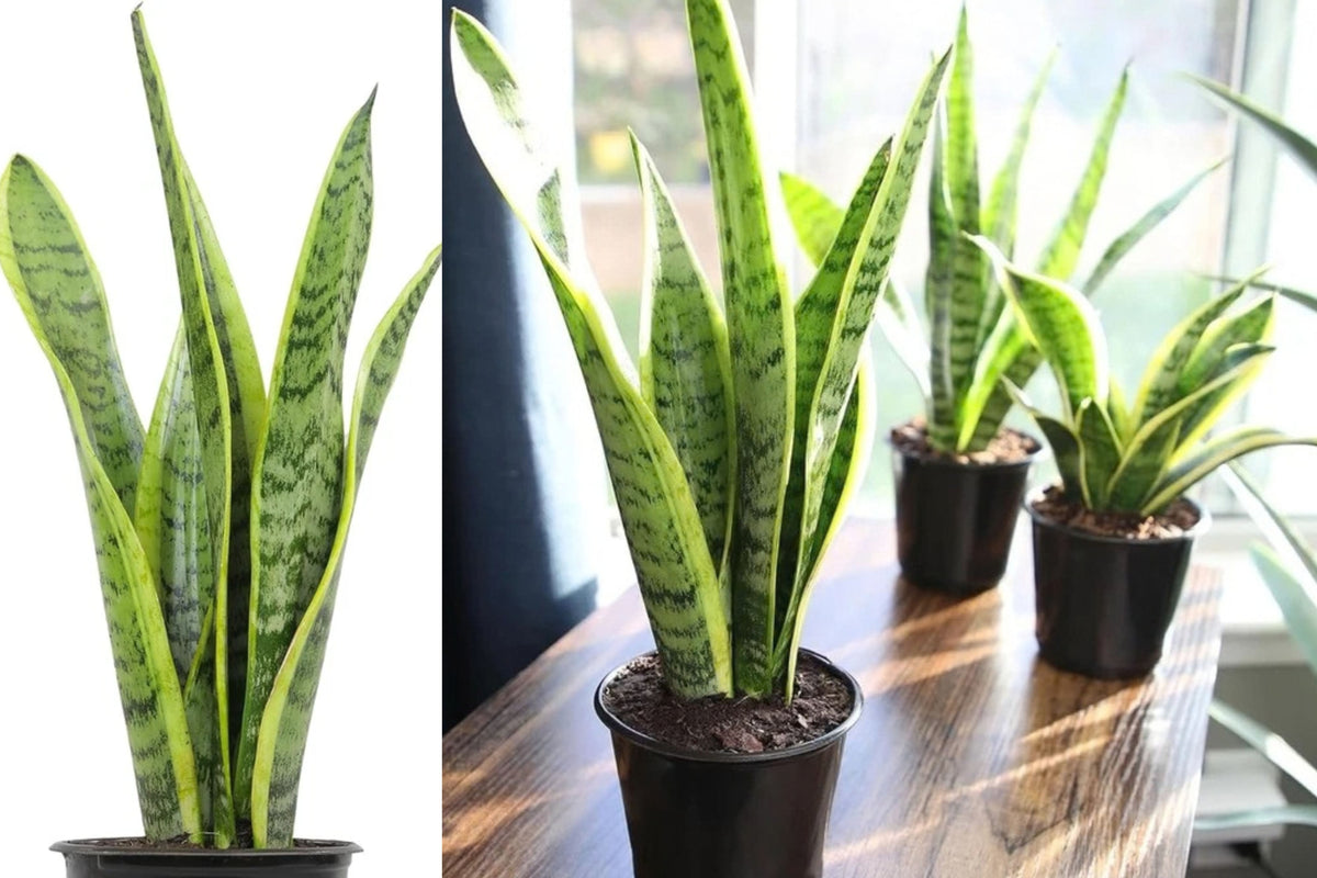 Snake Plant Laurentii Live Plant – 1 Plant, Approx. 30" Tall – Dracaena trifasciata