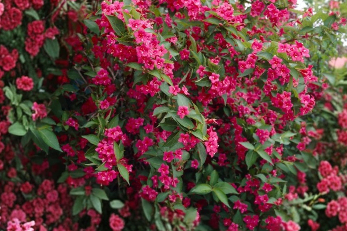 Ruby Red Weigela Live Plant – 1 Plant in 4" Pot – Red Flowering Shrub – Weigela spp.