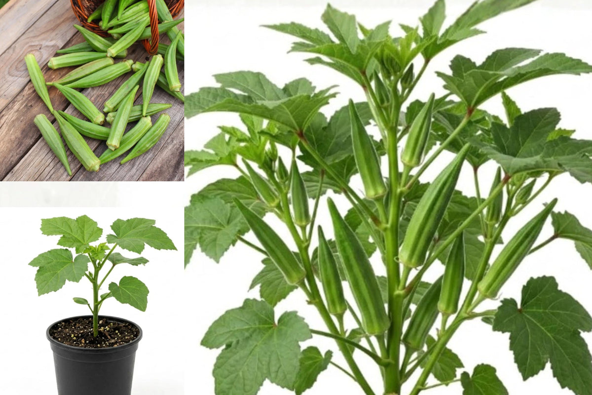 Live Okra Plant in 4–6 Inch Pot, Green Okra Seedling, Edible Vegetable Garden Starter, Full Sun Container Gardening Plant