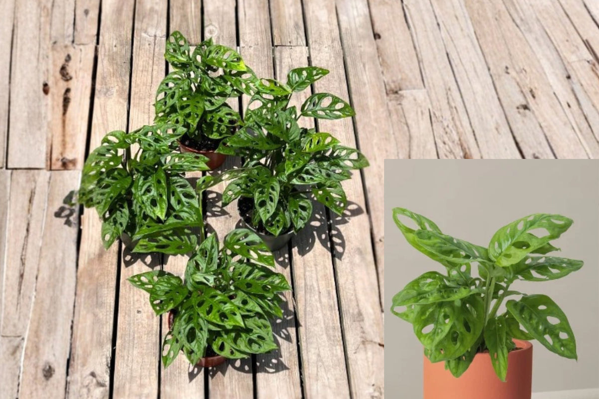 Monstera adansonii Live Plant – 1 Potted Plant in 6-Inch Pot