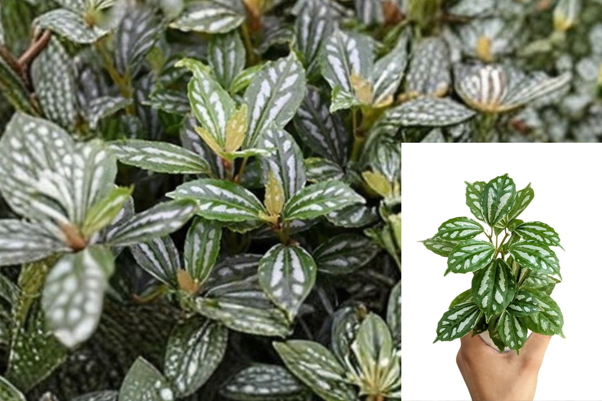 Pilea Aluminum 1 Live Plant – 4 Inch Pot – Pilea cadierei