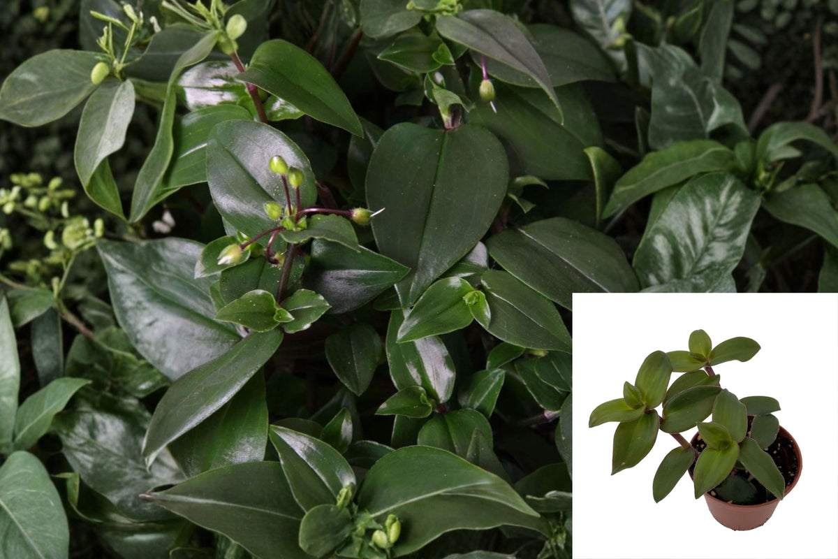 Tradescantia ‘Hijau Baru’ Live Plant – 2.5-Inch Pot – Trailing Houseplant