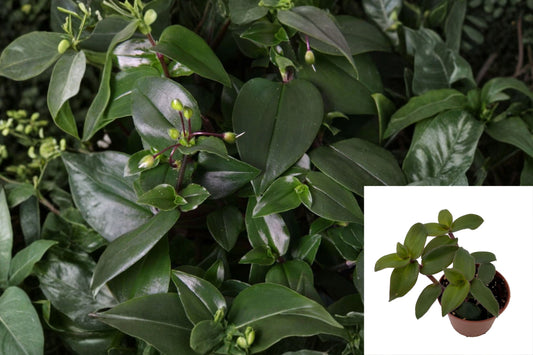 Tradescantia ‘Hijau Baru’ Live Plant – 2.5-Inch Pot – Trailing Houseplant